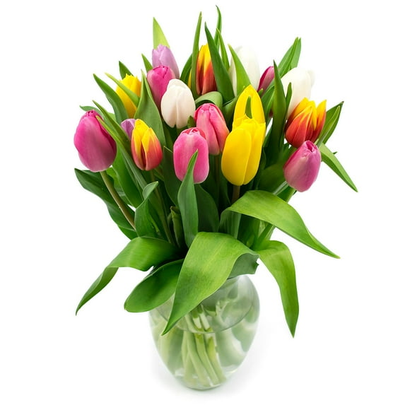 Member's Mark Tulip Vase Arrangement, Rainbow, 20 stems