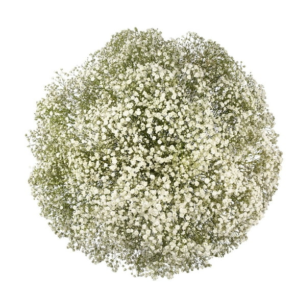 Member's Mark Gypsophila, choose variety and quantity