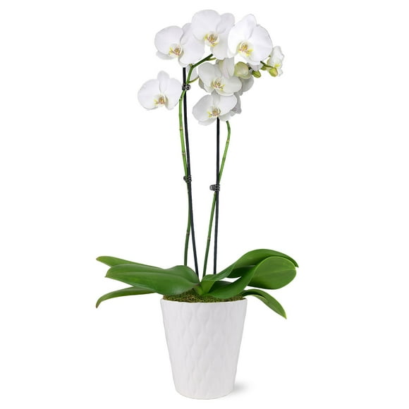 Just Add Ice Live White Orchid in White Ceramic Pottery, 24" Tall