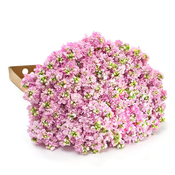 Member's Mark Stock, 100 stems, choose color