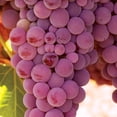 thumbnail image 4 of Member's Mark Grape Seedless Candice & Concord, 2pk, 4 of 10