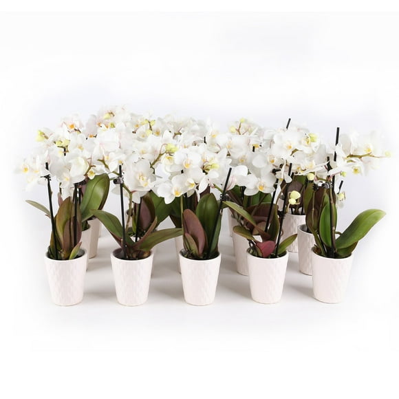 Live White Mini Orchids in Ceramic Pot, 12 Pack