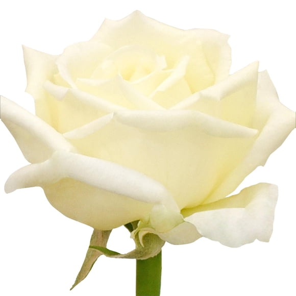 Member's Mark Garden Roses, 36 stems, Choose color variety