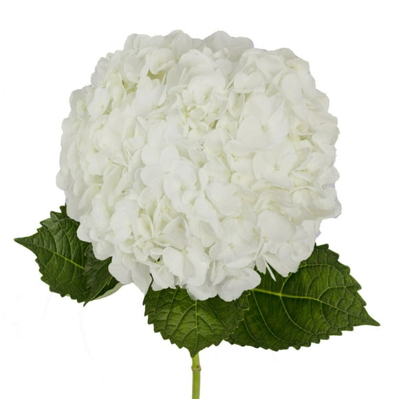 Member's Mark Premium Hydrangea, White, 30 stems