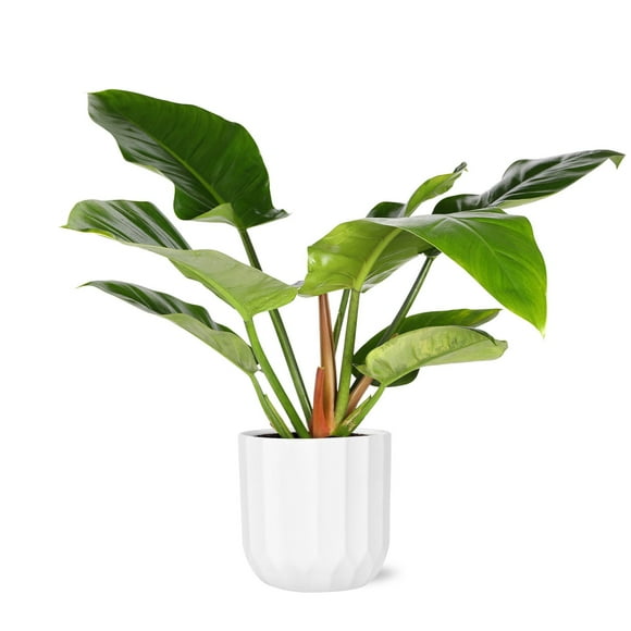 Live 8" Philodendron Imperial Green in Ceramic Pot
