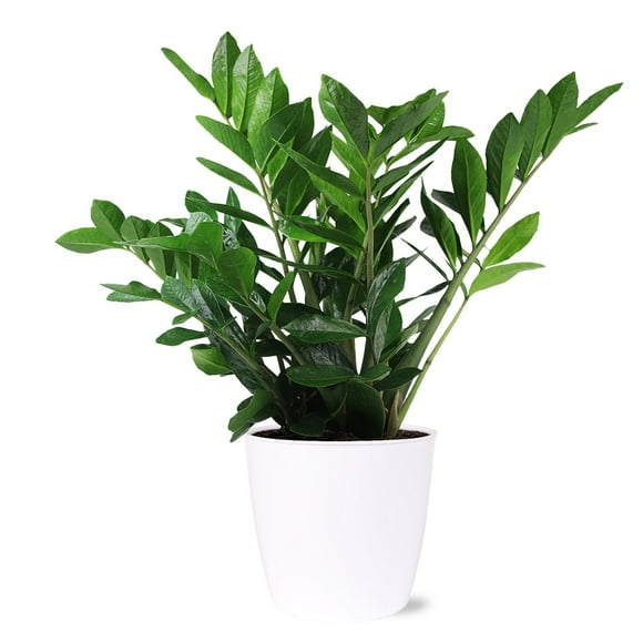 Live 8" ZZ Plant in Ceramic Pot