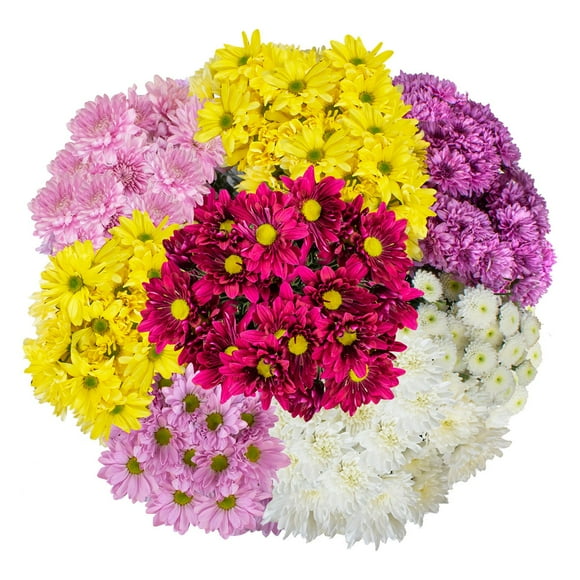 Member's Mark Pompon Daisies, 90 stems (Choose color)