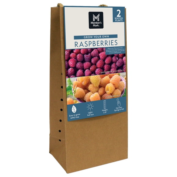 Member's Mark Raspberry Fall Gold & Purple Royalty, 2pk