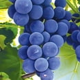 thumbnail image 3 of Member's Mark Grape Seedless Candice & Concord, 2pk, 3 of 10