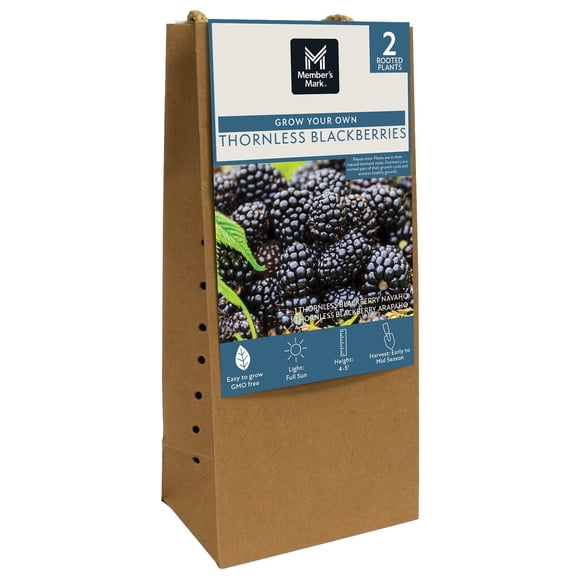 Member's Mark Blackberry Thornless, 2pk
