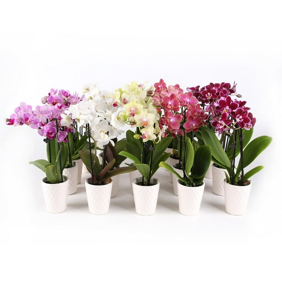 Live 2.5" Multi-Color Mini Orchids in Ceramic Pot, 12 Pack