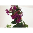 thumbnail image 1 of Live 3 Gal. Purely Purple Crape Myrtle in Growers Pot, 1 of 1
